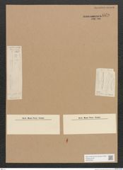 Diatomeae indet. Zeichnungen Sammlung Grunow Nr. 4570 (NHMW-BOT-W0372529)